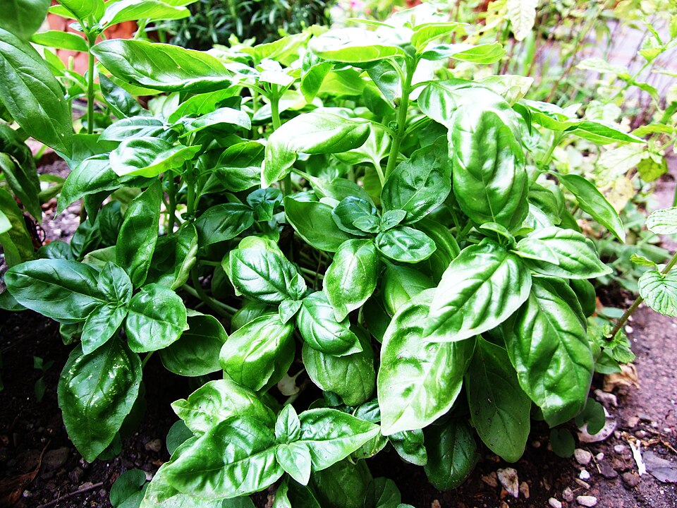 Fresh basil leaves