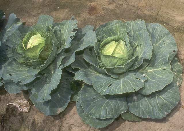 Green cabbage head