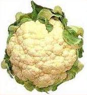 White cauliflower head