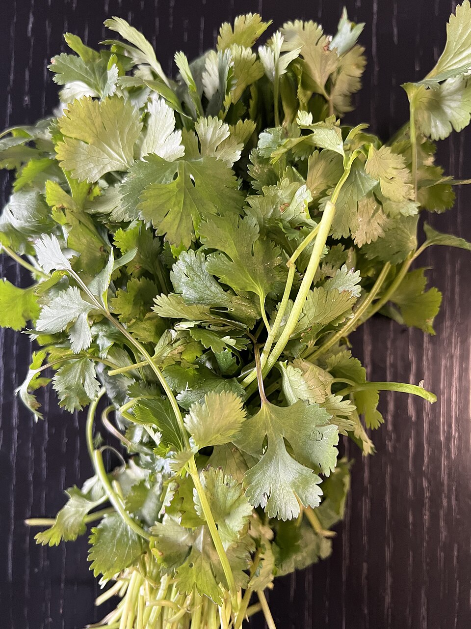 Fresh cilantro leaves