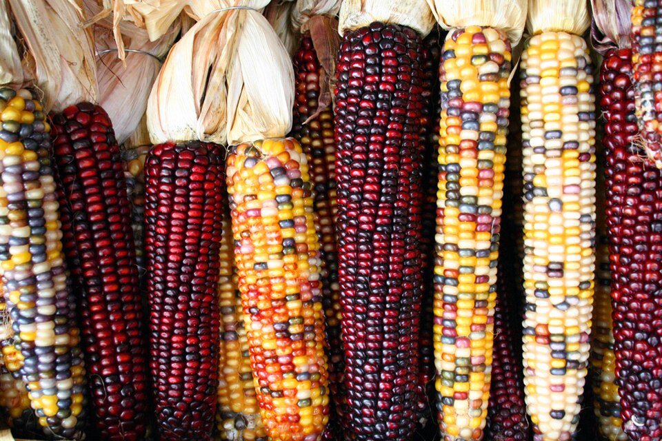 Ears of corn