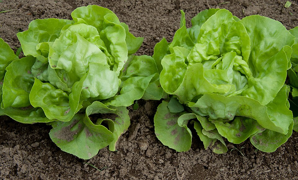 Butterhead lettuce growing in a garden bed