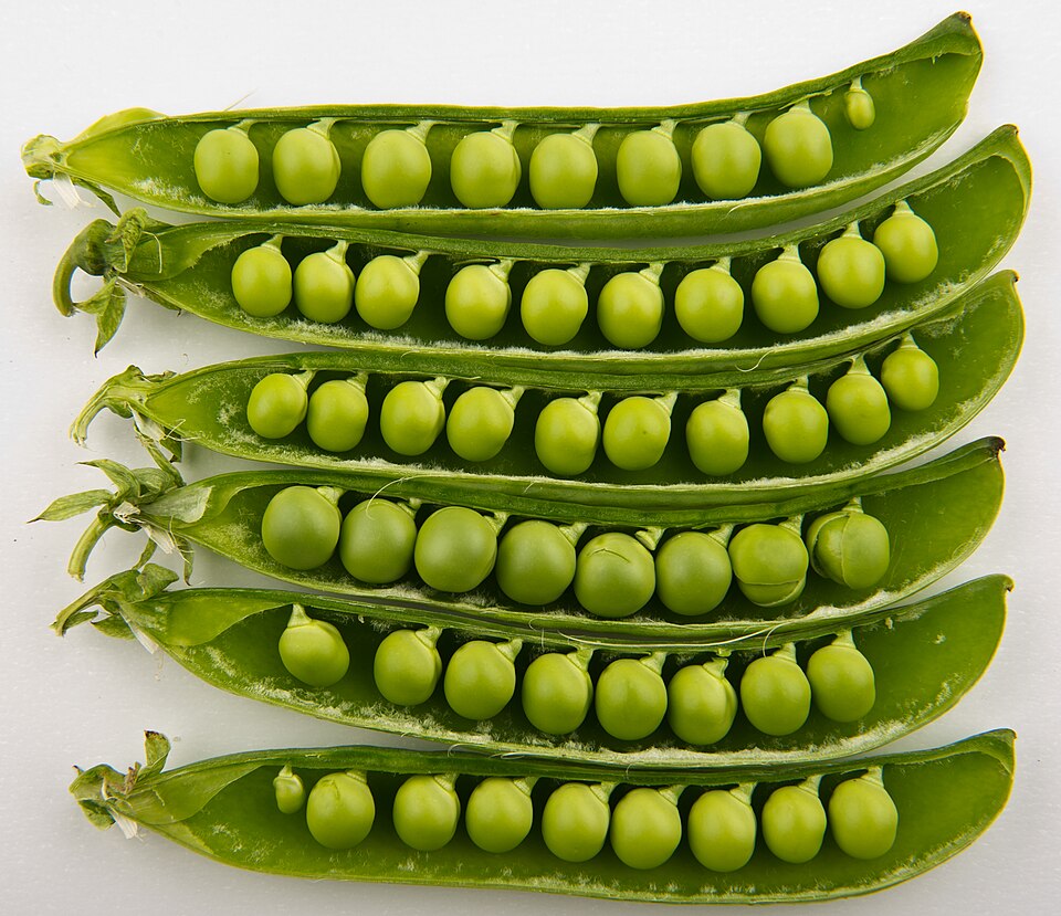 Garden peas in pods