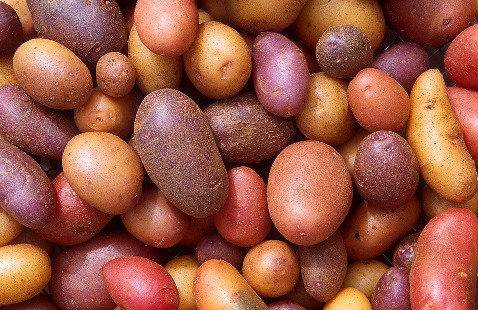 Potato tubers