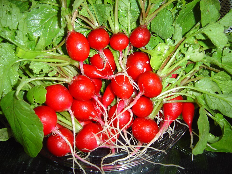 Red radishes with greens
