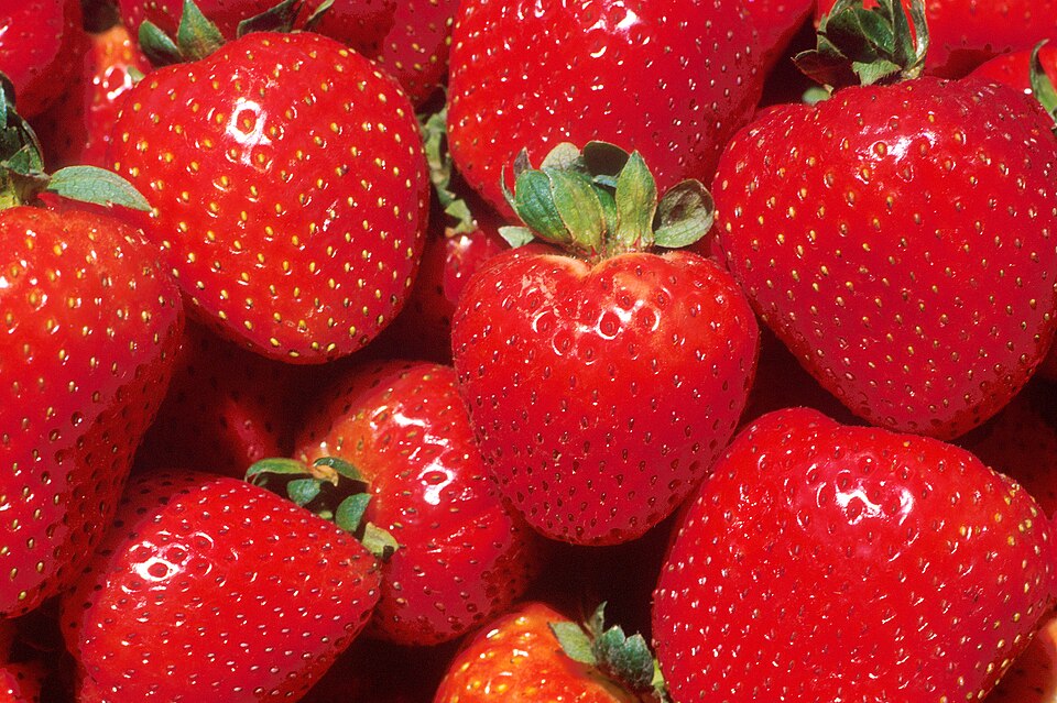 Ripe strawberries on the plant