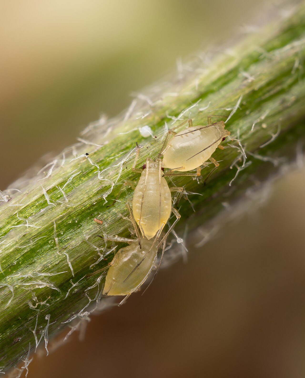 Green peach aphids clustered on a plant stem