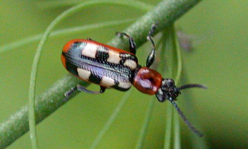 Common asparagus beetle on a stem