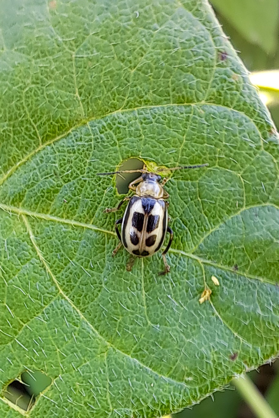 Bean leaf beetle on a leaf