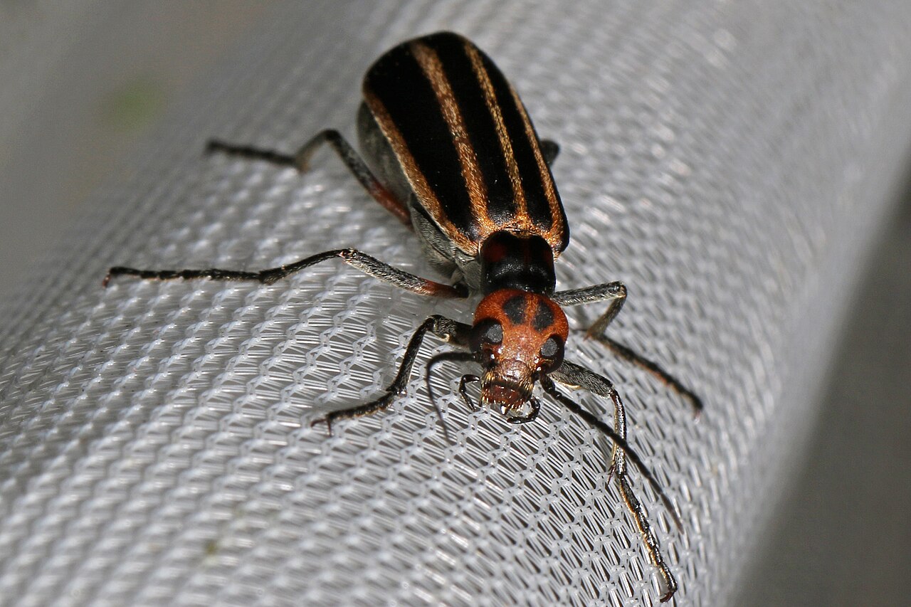 Striped blister beetle