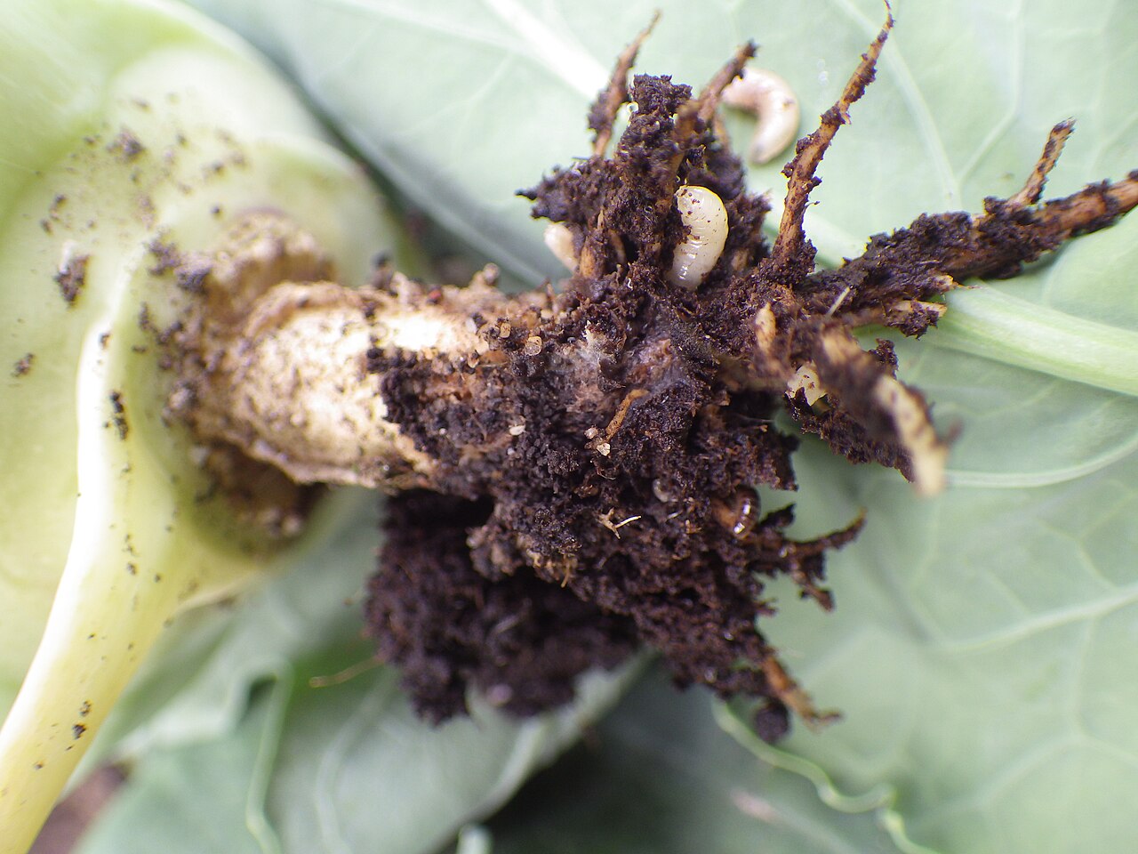 Cabbage maggots in a kohlrabi stem
