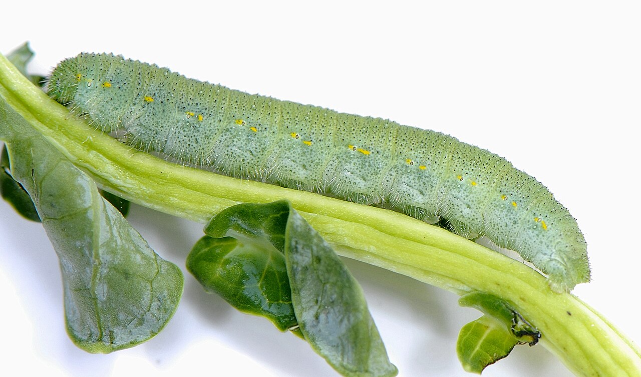 Imported cabbageworm caterpillar