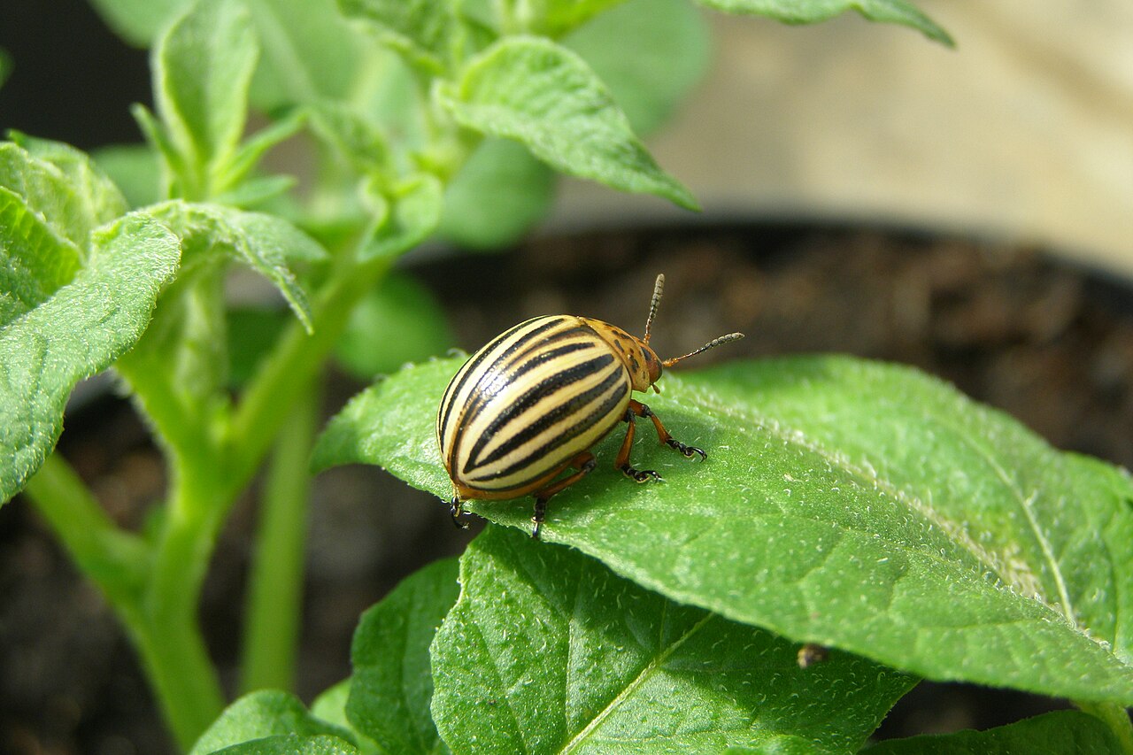 Colorado potato beetle on a leaf