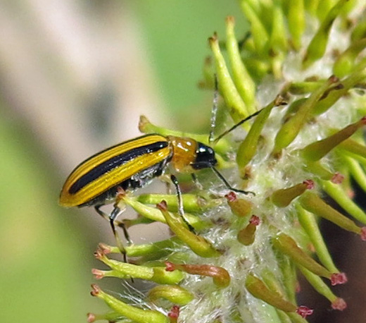 Striped cucumber beetle