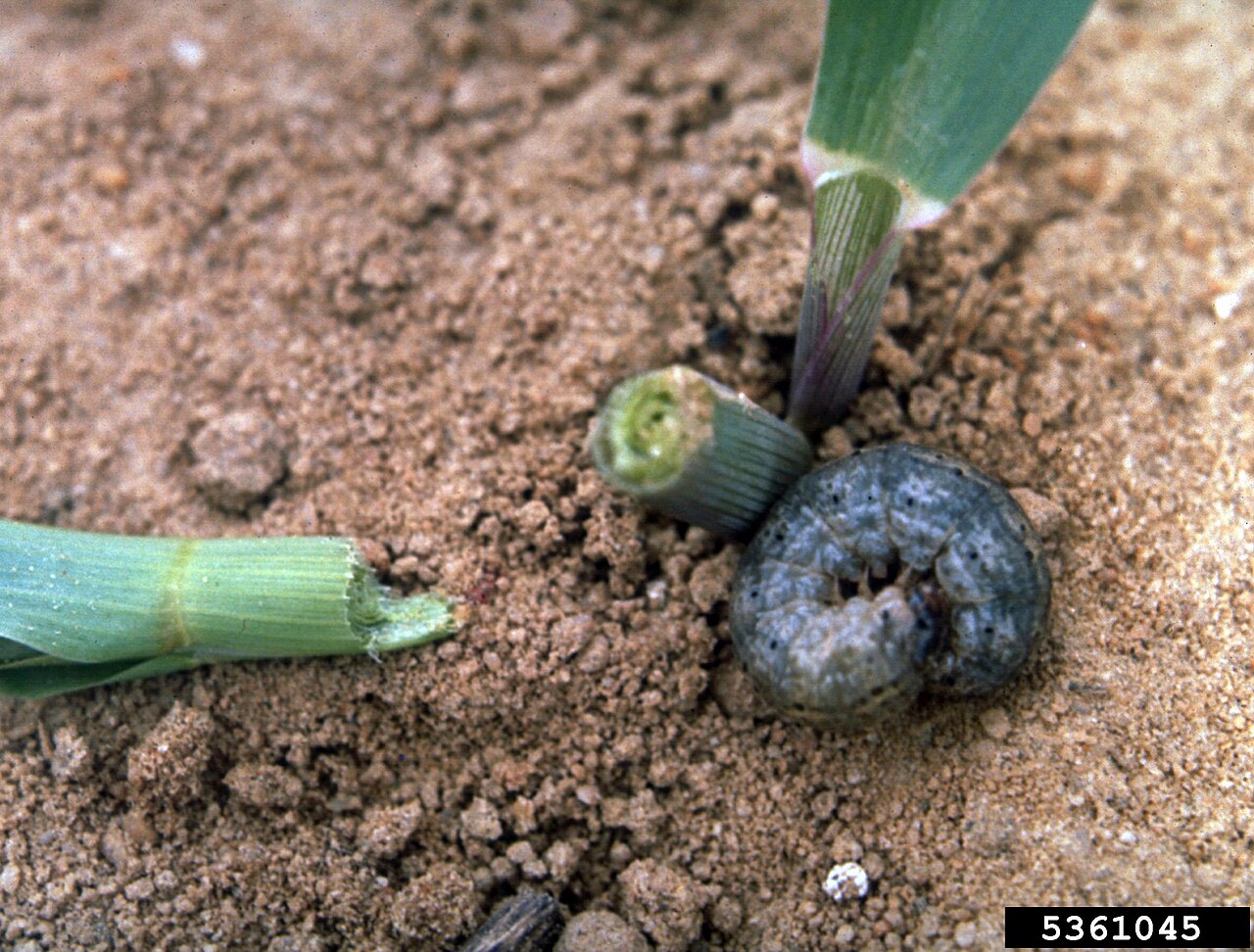 Cutworm larva