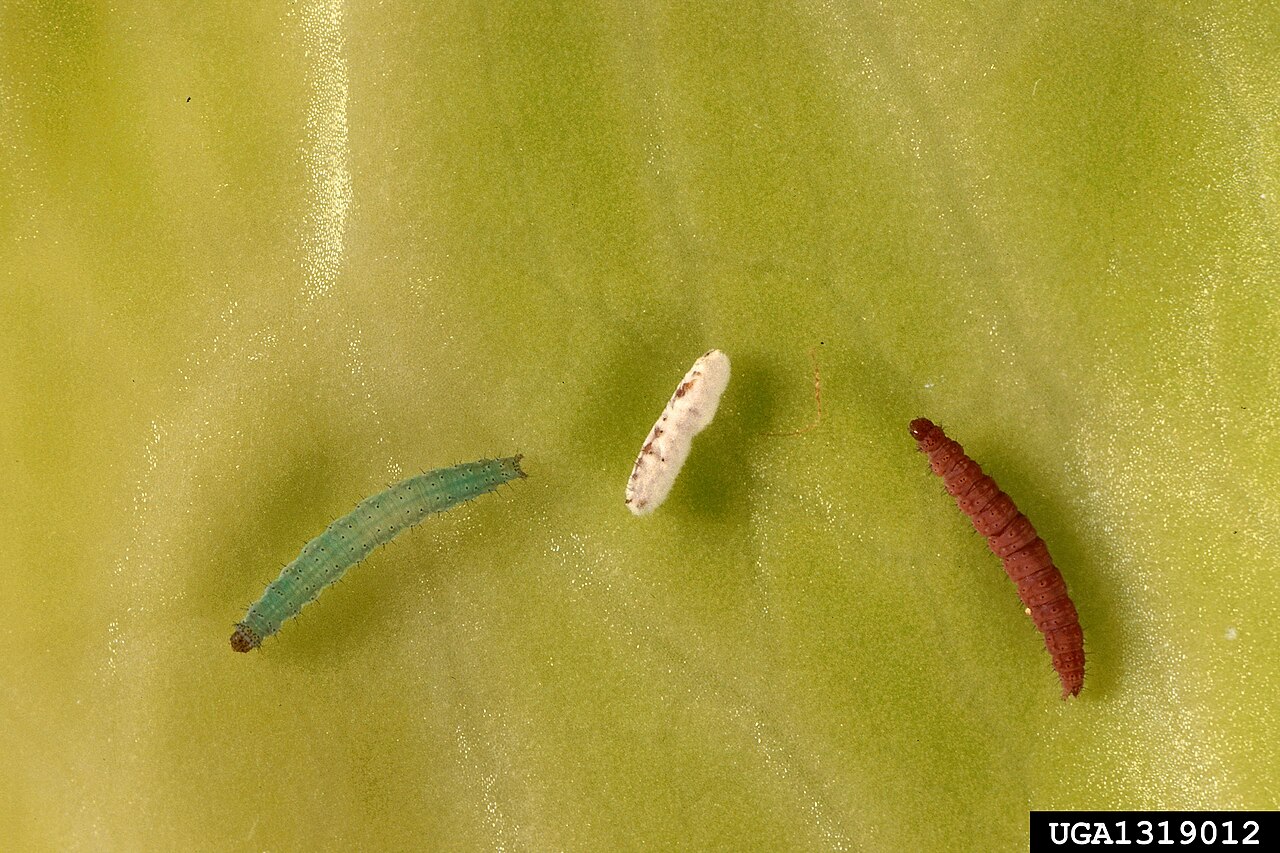 Diamondback moth caterpillar on cabbage