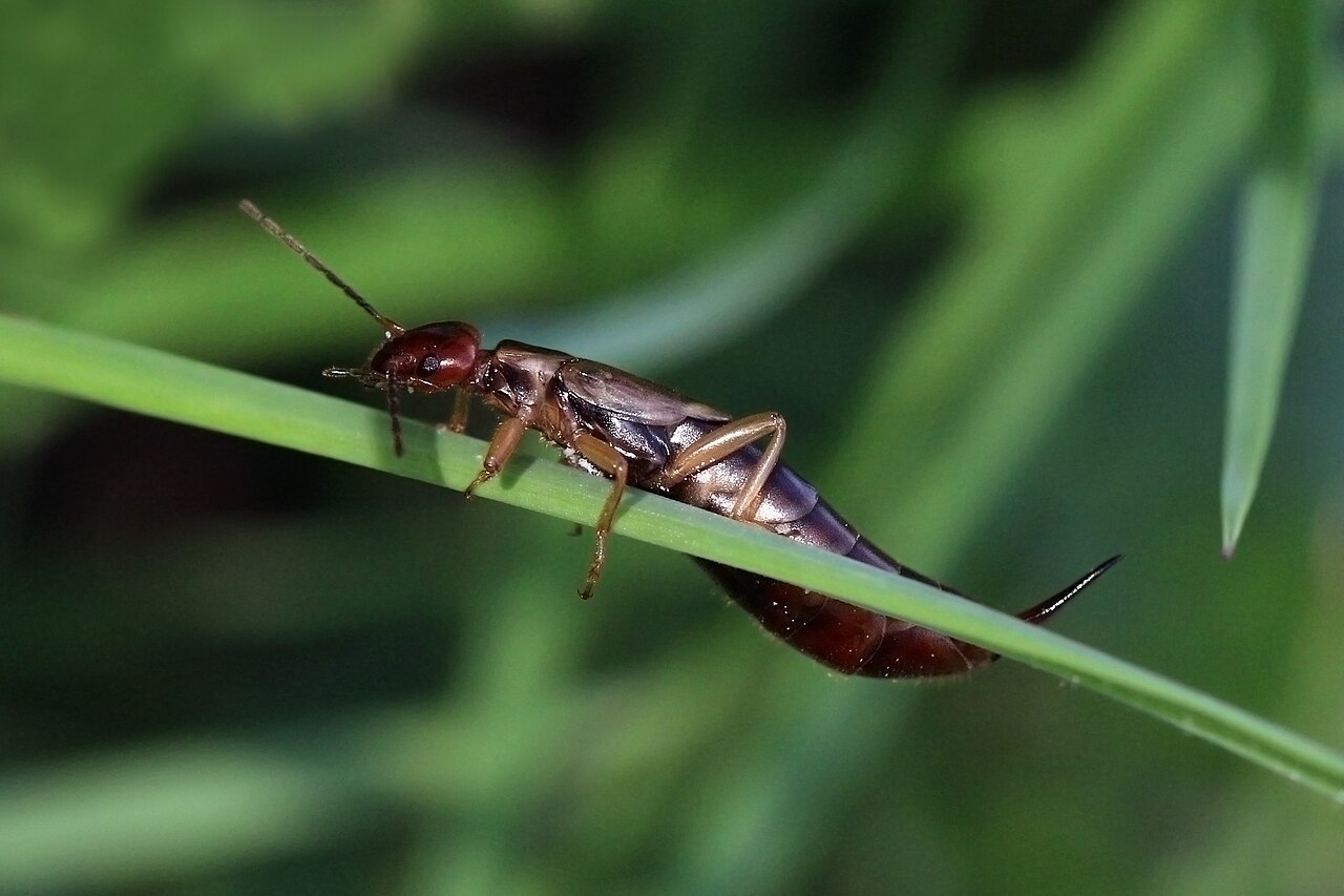 European earwig