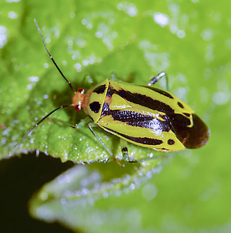 Four-lined plant bug adult