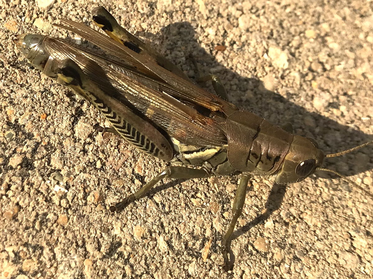 Differential grasshopper