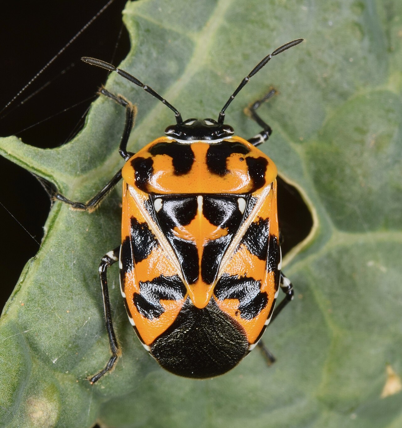Harlequin bug on a leaf