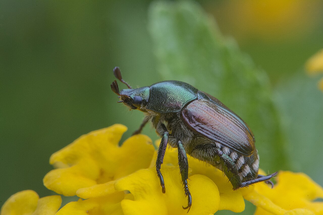 Japanese beetle on a flower