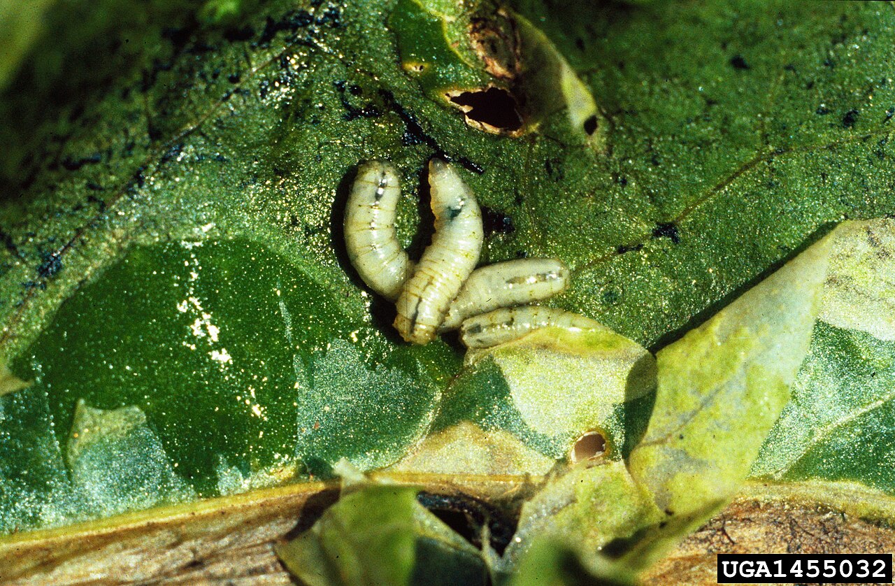 Spinach leafminer larvae on a damaged leaf