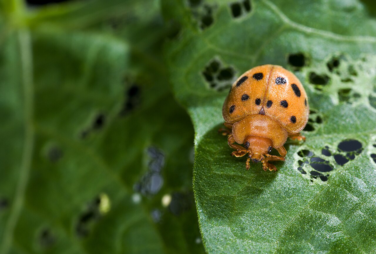 Mexican bean beetle adult