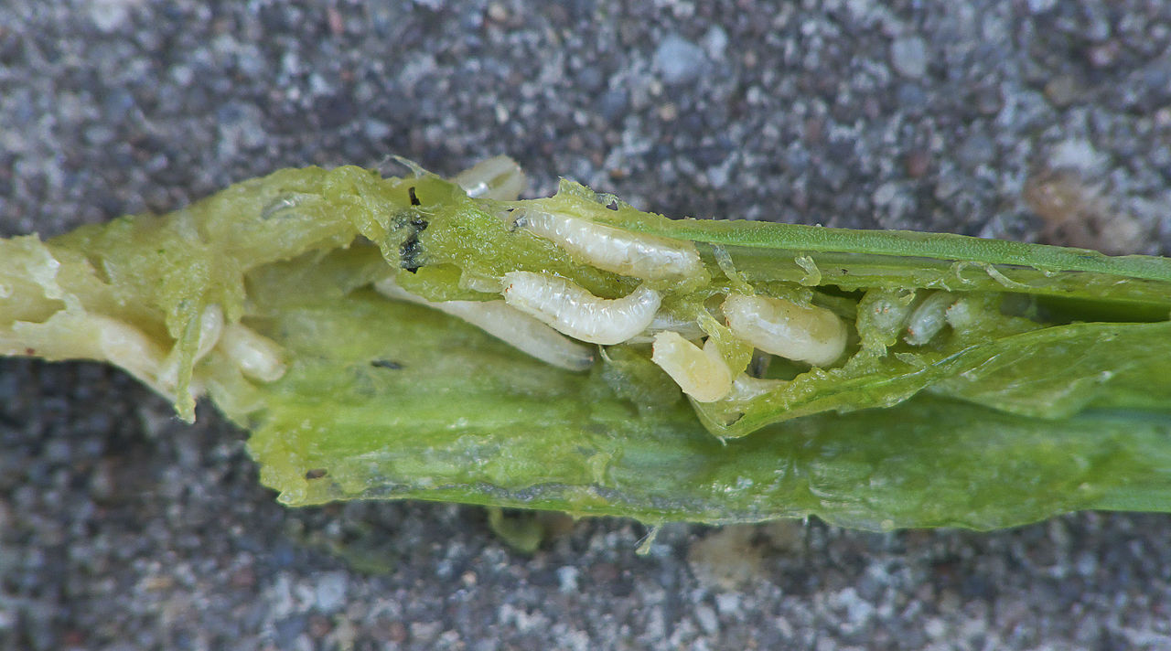 Onion maggots on a leek stem