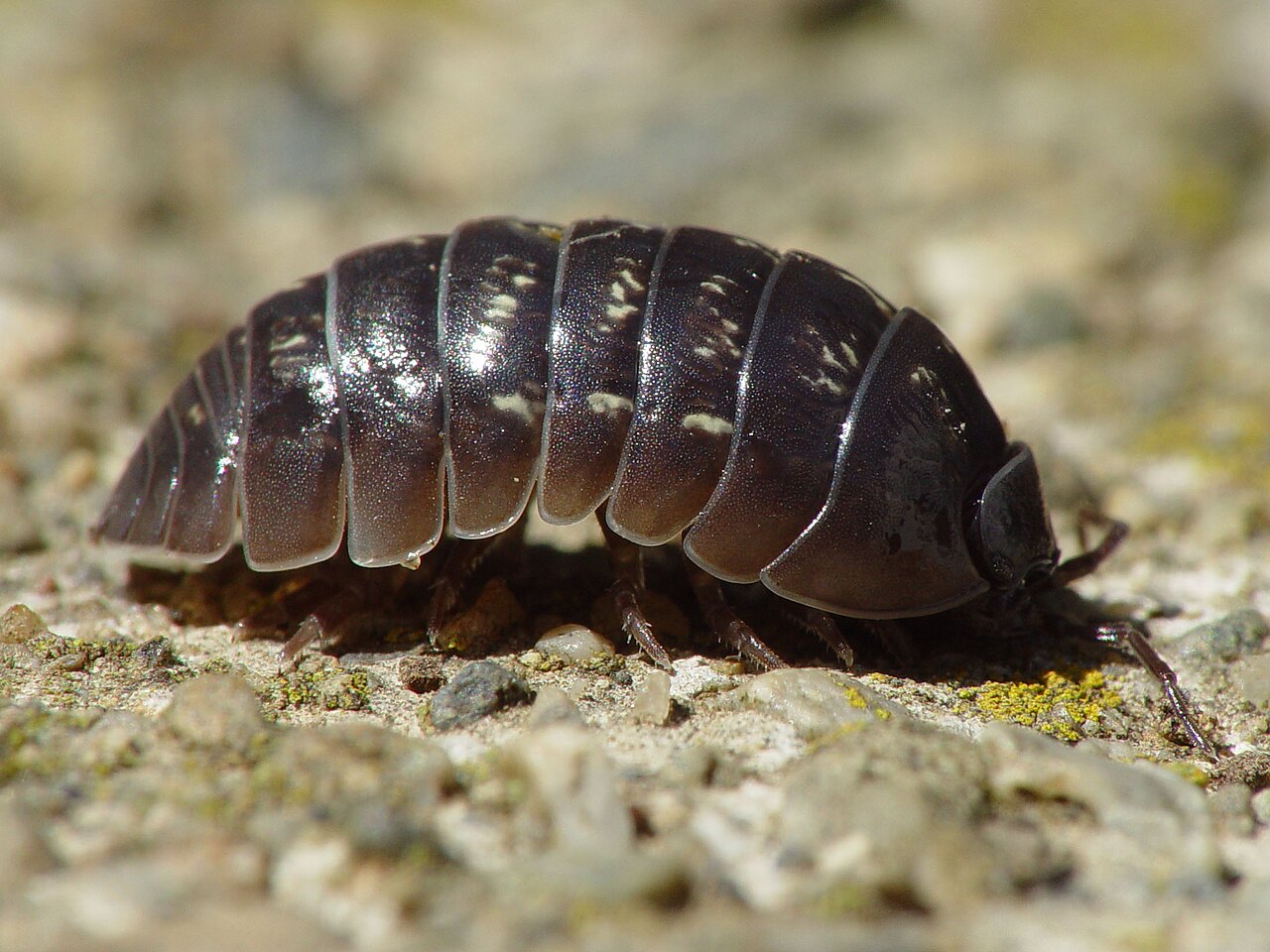 Common pillbug