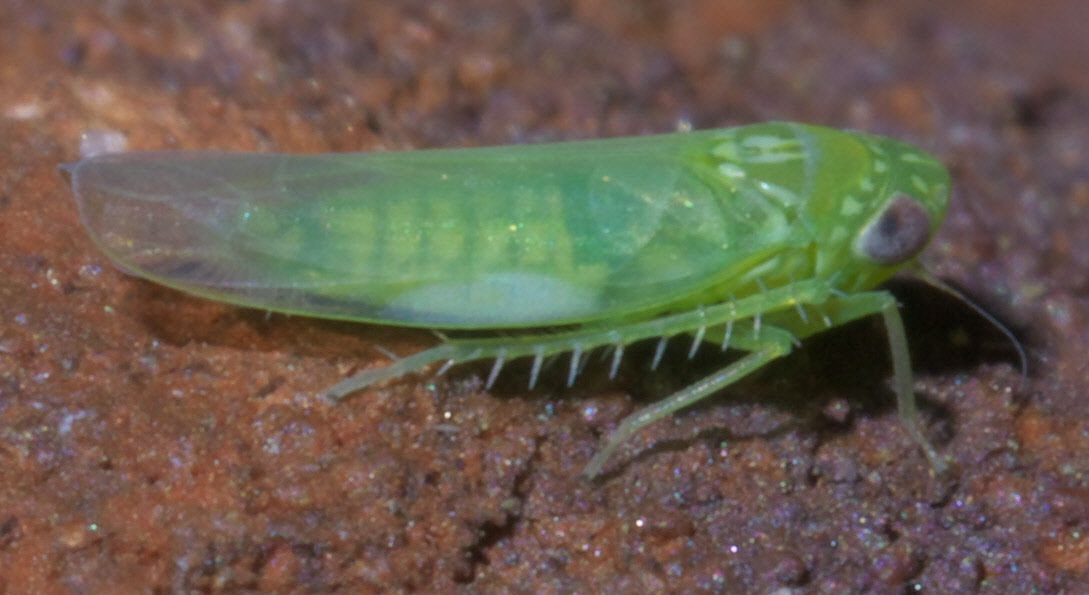 Potato leafhopper on a leaf