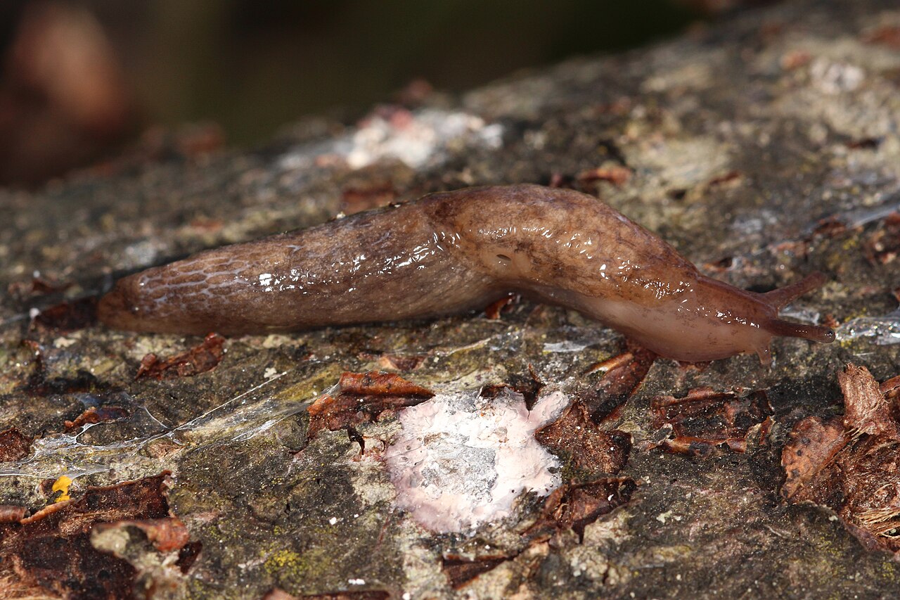 Gray field slug on a surface