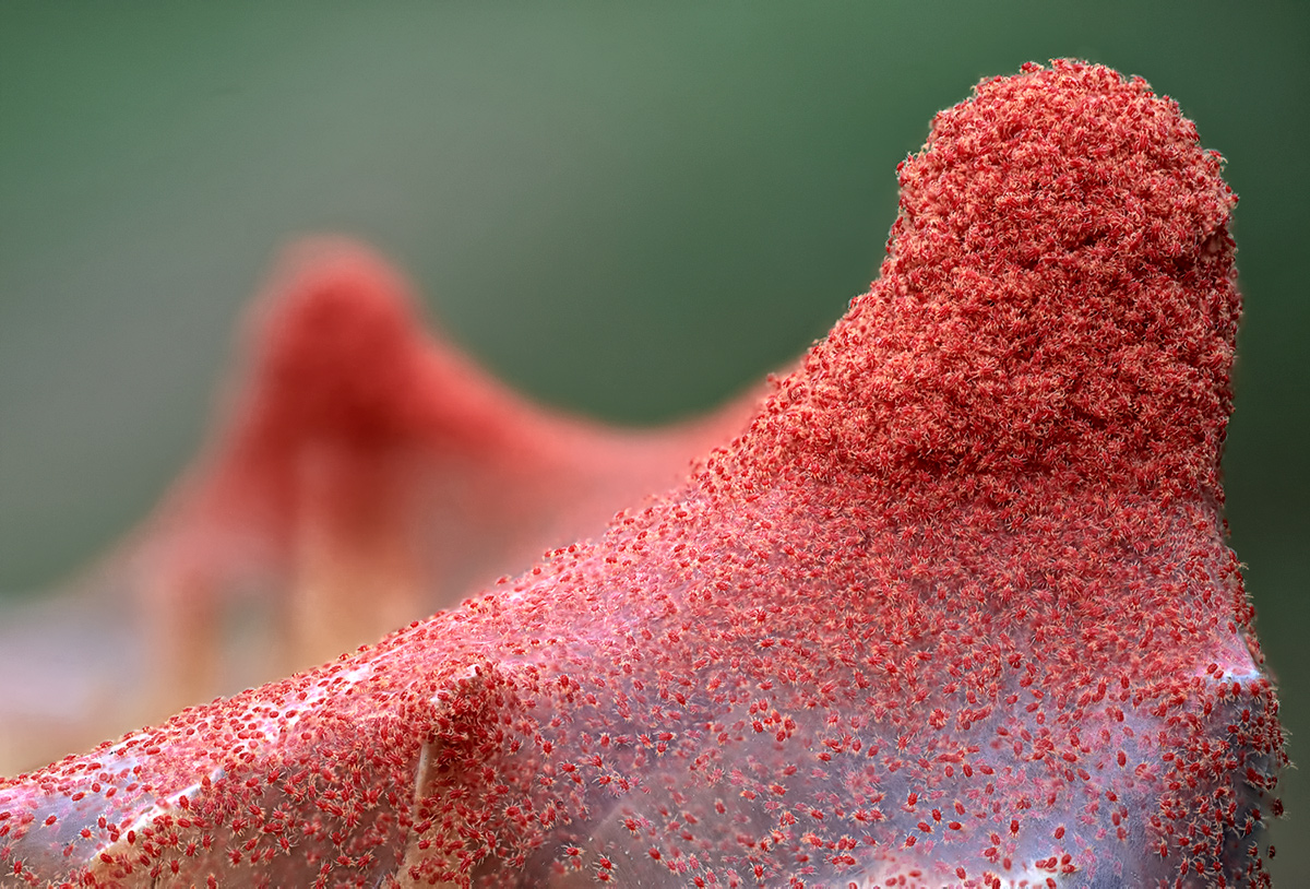 Two-spotted spider mites on a leaf