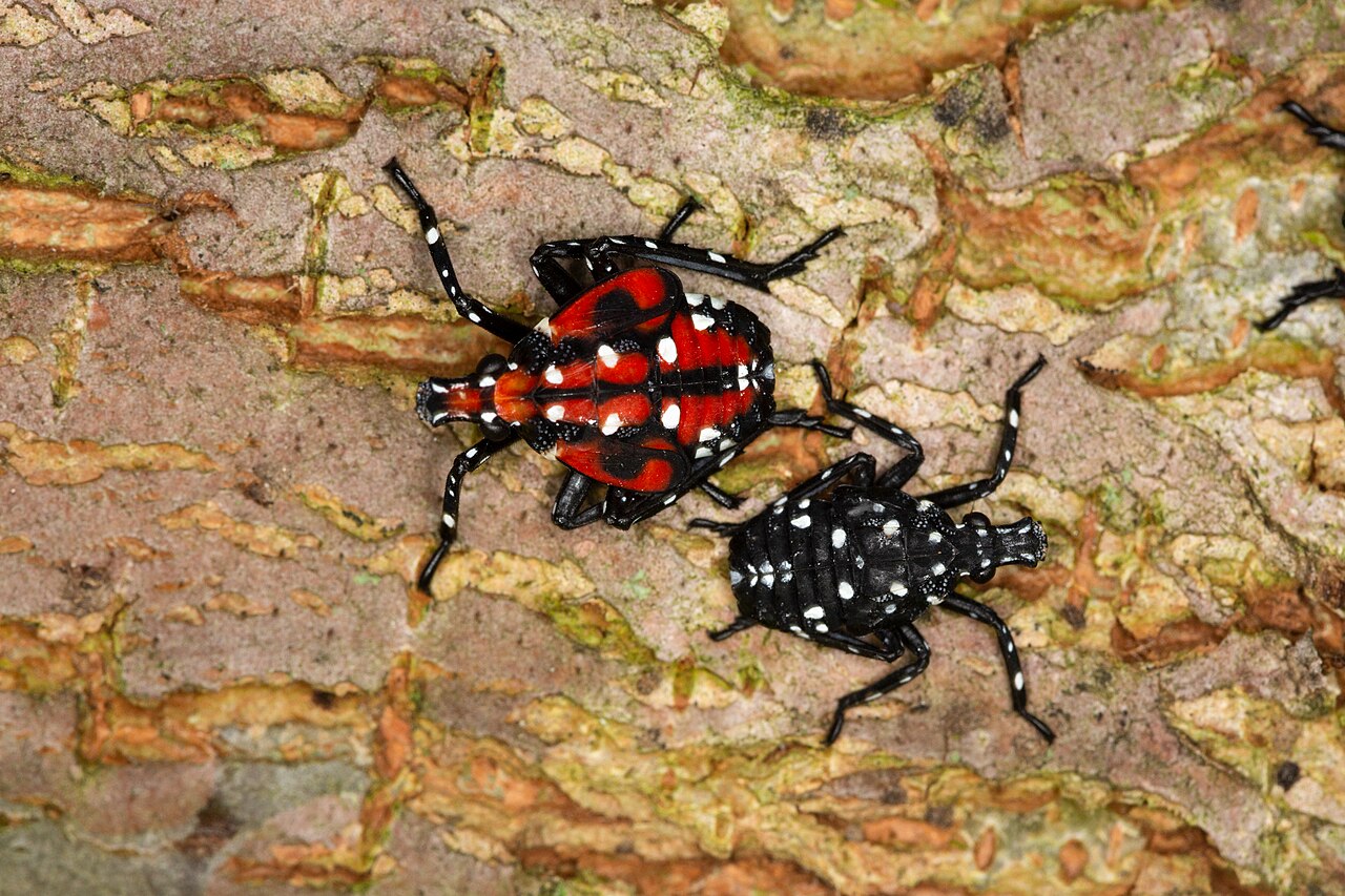 Spotted lanternfly nymphs — red fourth instar and black earlier instar on bark
