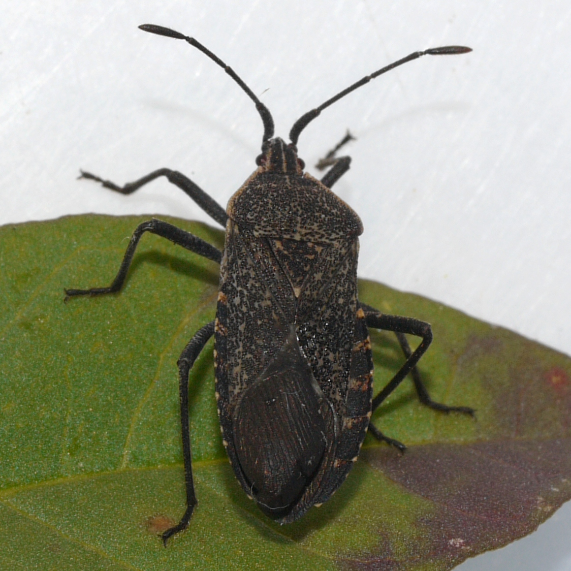 Adult squash bug on a leaf