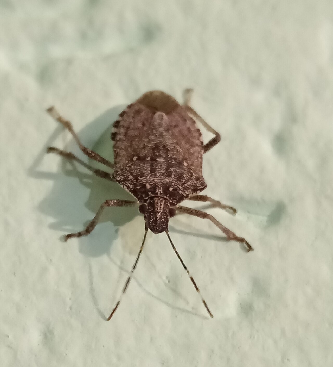Brown marmorated stink bug