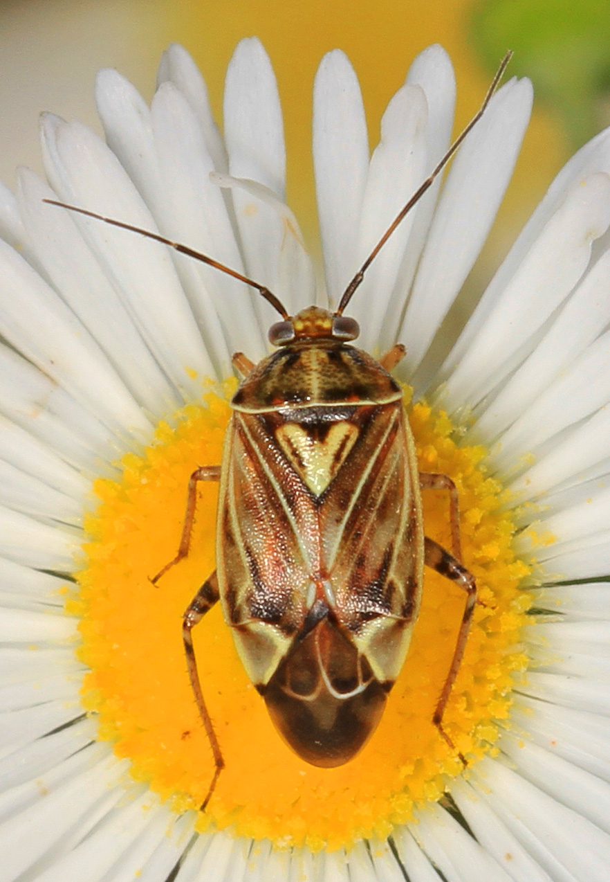 Tarnished plant bug on a leaf