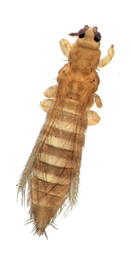 Onion thrips under magnification