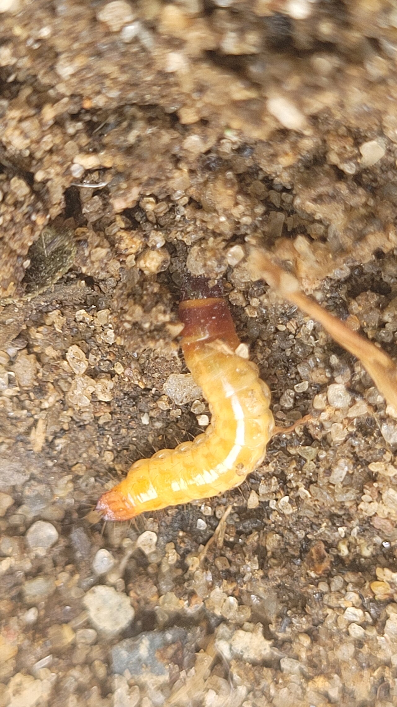Click beetle wireworm larvae